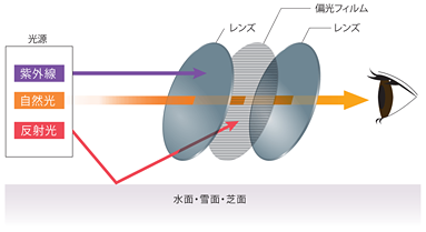 偏光膜の説明