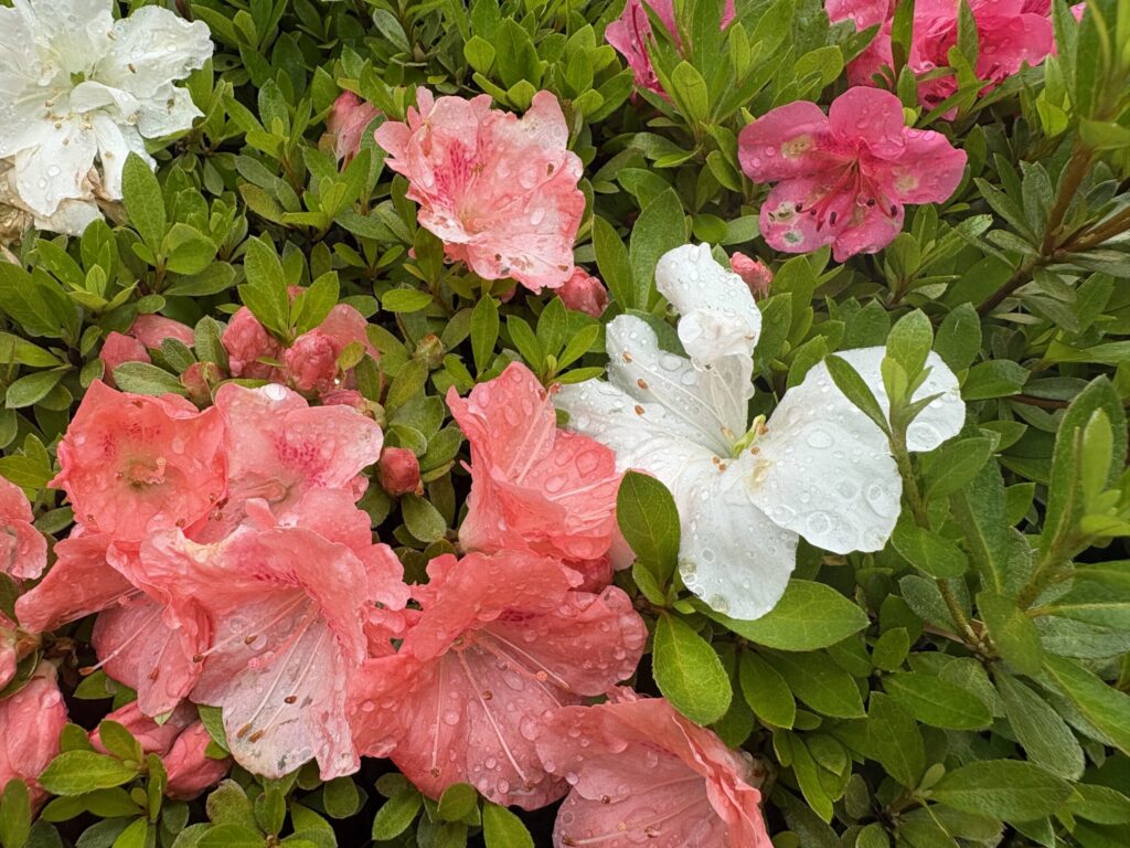 ルティーナを花にかざして、レンズ越しの色味を確認する画像