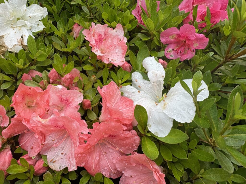 ルティーナではない通常レンズを花にかざして、レンズ越しの色味を確認する画像