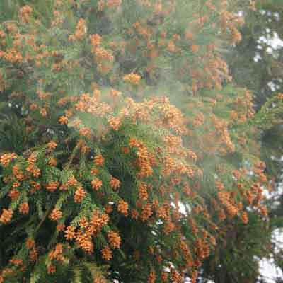 ピークが来る前に！今日からできる花粉症対策