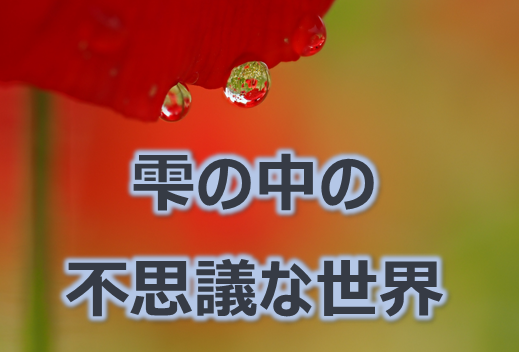 梅雨シーズンのお散歩♪～雫の中の不思議な世界～