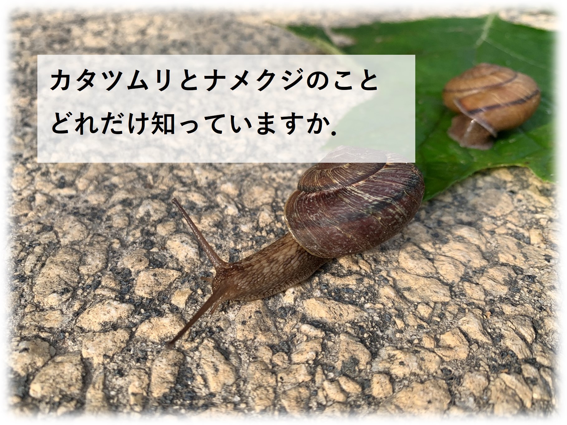 再生する!? カタツムリの目🐌