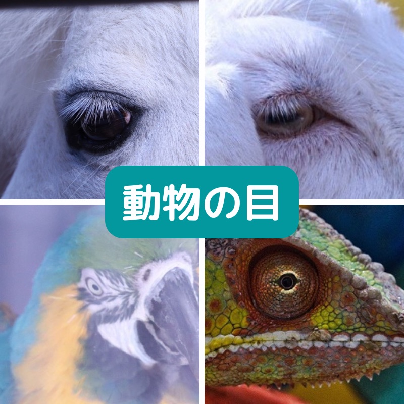 知らなかった！いろんな動物の目のはたらき