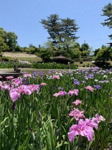 新メンバーこはる　休日のおでかけ～東公園 花菖蒲まつり～