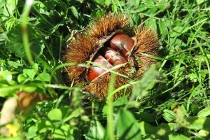 秋と言ったら『食欲の秋』！！人生初の栗拾い🌰