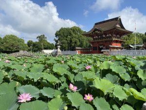 徳川家ゆかりの神社『伊賀八幡宮』に蓮の花を見に行ってきました♪