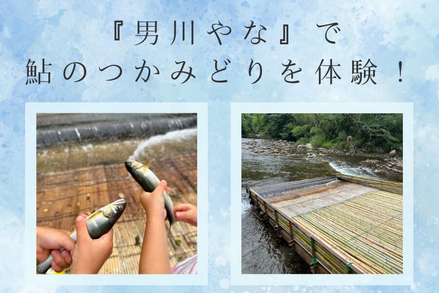 「男川やな」で鮎のつかみどりを体験！