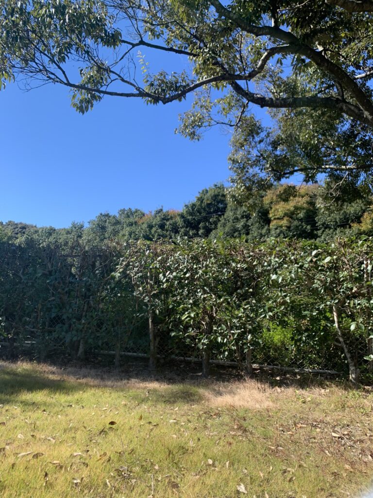 25%濃度のカラーレンズによる見え方比較。ブリーズブルーを通した景色の画像。