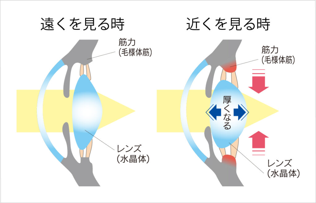 メガネの日 & 目の愛護デーに考える、未来の視力を守る「アイケア」習慣👀 | 東海光学公式ブログ
