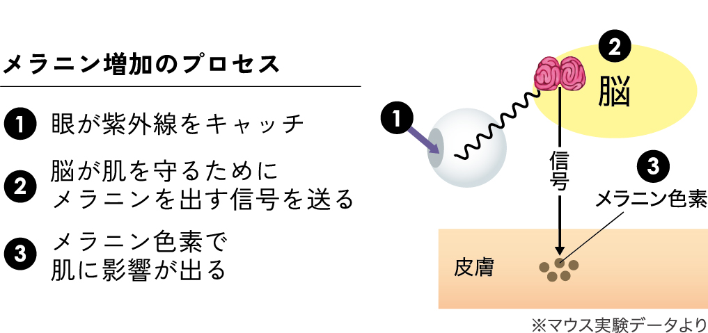 目から入った紫外線がメラニンを増加させるプロセスの図