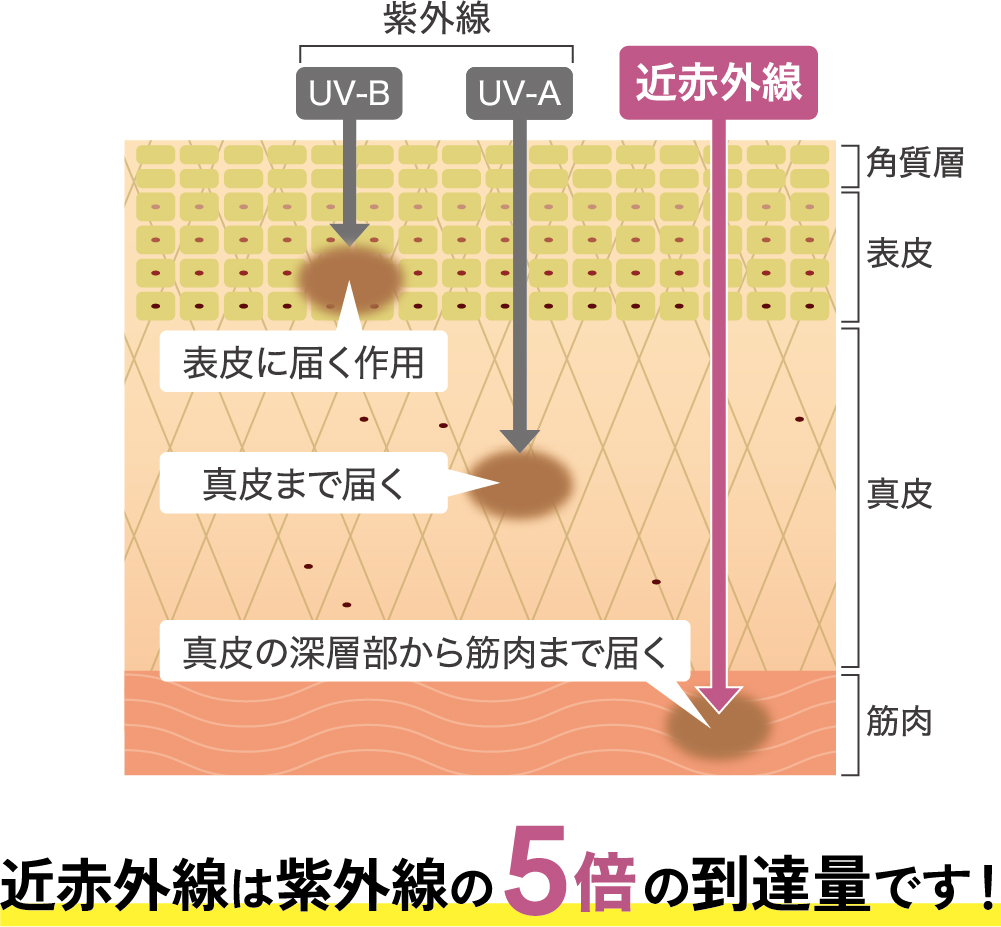 紫外線は肌表面～真皮に影響するが、近赤外線はさらに深い深層部から筋肉まで到達することを表す図。近赤外線は紫外線の5倍の到達量。